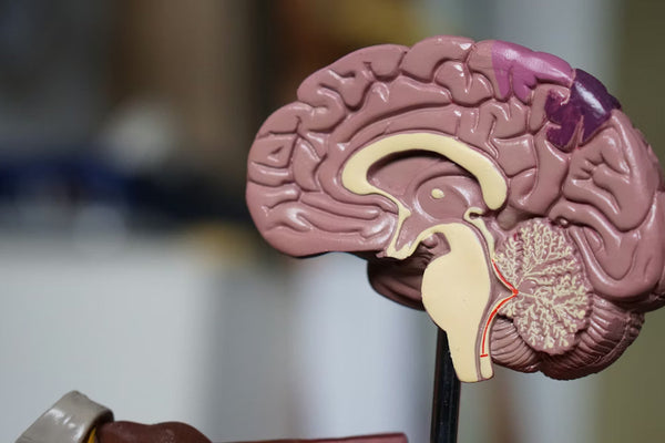 Glowing neural network - the science of the mind, trauma, and healing