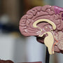 Glowing neural network - the science of the mind, trauma, and healing