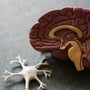 Neurological pathways and scientific visualization of the brain
