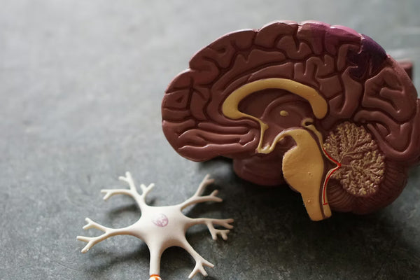 Neurological pathways and scientific visualization of the brain