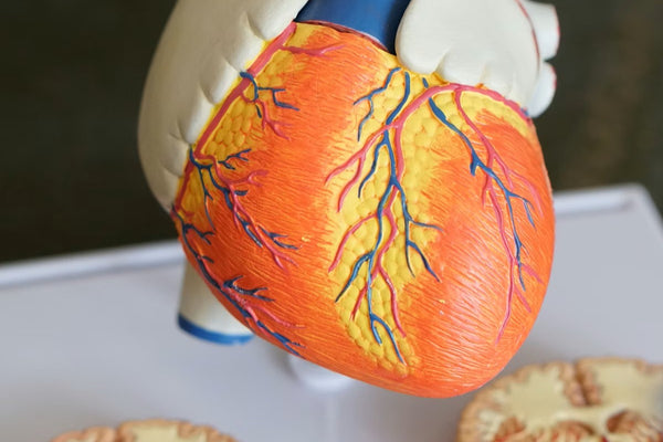 Neuroscience lab — scientists studying brain cells, depression, and aging